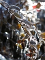 DFW-IcePocalypse-2013_Thaw (76)